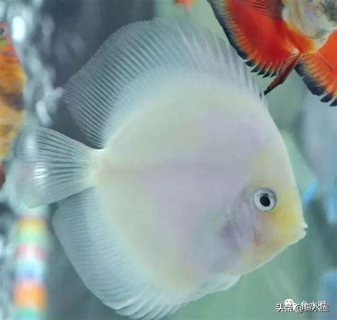 魚躍七彩神仙魚|七彩神仙魚:仙魚信息,形態特徵,生長繁殖,種群分布,品。